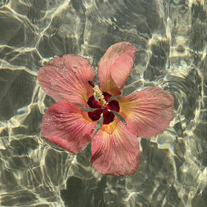 Meet your Posher, Mia